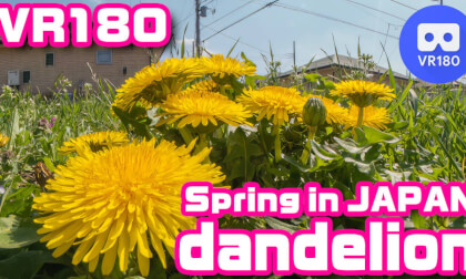 [VR180] Spring in JAPAN -dandelion-