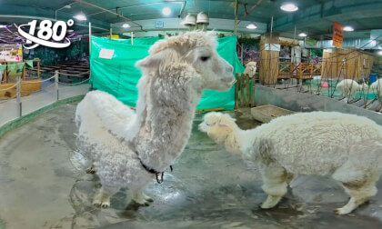 Cute Alpaca Cute Alpaca
