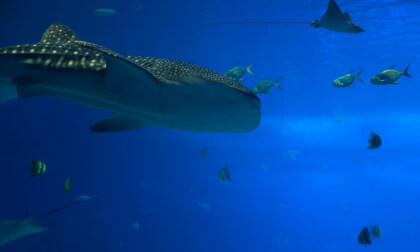 Zhuhai Chimelong Ocean Kingdom 07 VR Video Zhuhai Chimelong Ocean Kingdom 07 VR