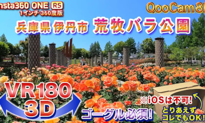 [VR180 3D]Now is the best time to see it!! Aramaki Rose Park, Itami City, Hyogo Prefecture