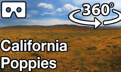 California Poppies VR Video California Poppies VR