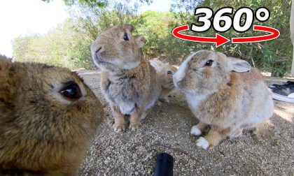 VR 360° | We gathered under the tree! The rabbits eat their food with you in between them! VR Video VR 360° | We gathered under the tree! The rabbits eat their food with you in between them! VR