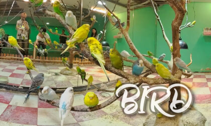 brid brid brid brid brid brid