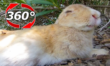 [360 Video] A rabbit whose sleep craving wins over appetite.