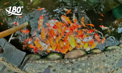 Seeing a koi fish brings good luck VR Video Seeing a koi fish brings good luck VR