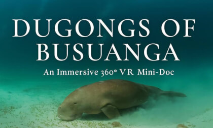 The Dugongs of Busuanga mini Documentary. The Dugongs of Busuanga mini Documentary.