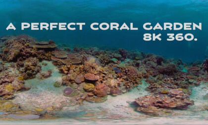 Beautiful Coral Gardens in North Busuanga, Philippines. Beautiful Coral Gardens in North Busuanga, Philippines.