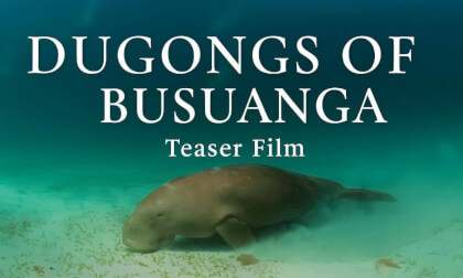 TEASER FILM: The Dugongs of Busuanga TEASER FILM: The Dugongs of Busuanga