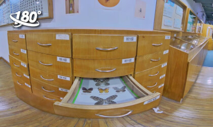 Shanghai Nature Wild Insects Pavilion VR Video Shanghai Nature Wild Insects Pavilion VR