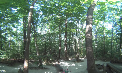 VR180 3D - 6K - LA FORÊT au jour le jour - 16 juin 2025 VR Video VR180 3D - 6K - LA FORÊT au jour le jour - 16 juin 2025 VR