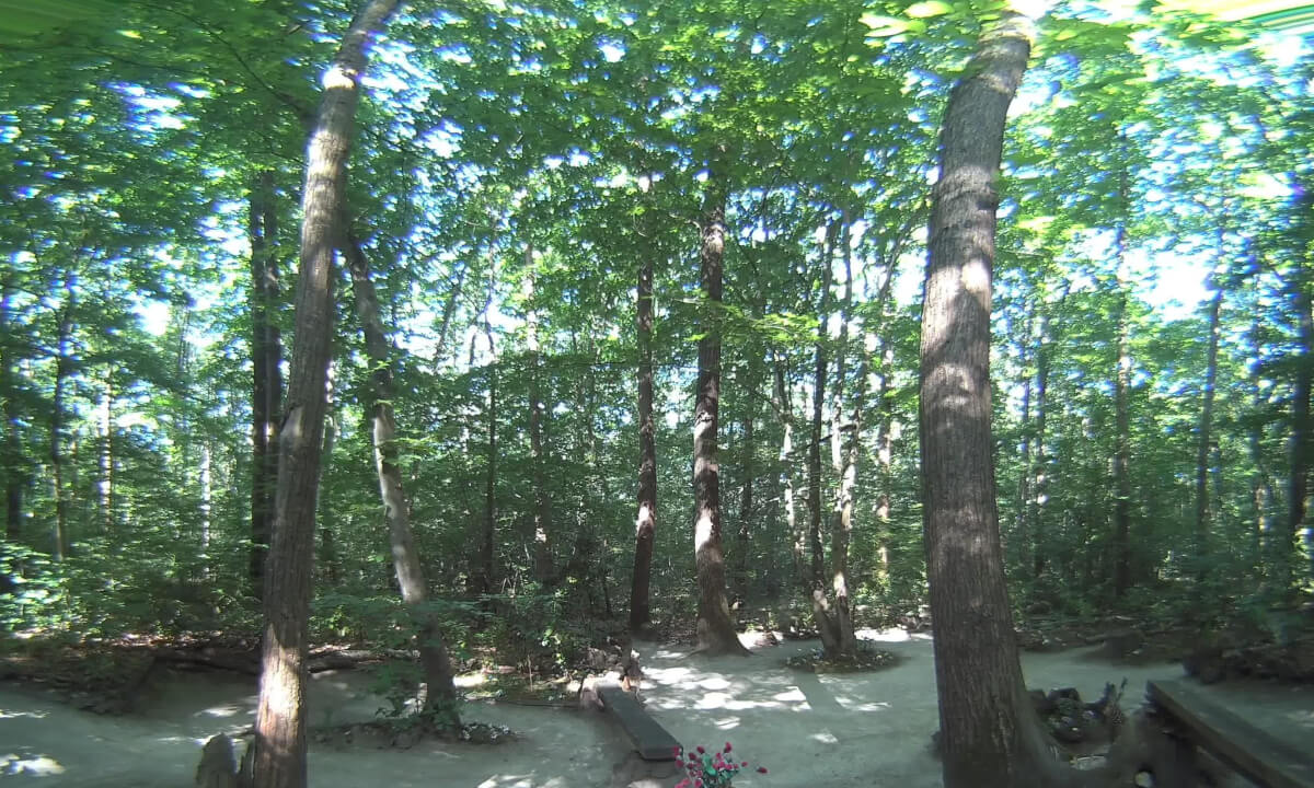 VR180 3D - 6K - LA FORÊT au jour le jour - 16 juin 2025