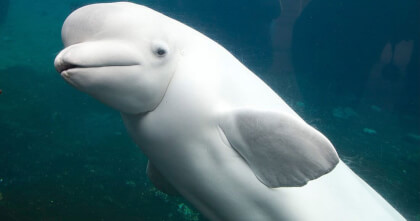 WHITE WHALE ! VR Video WHITE WHALE ! VR