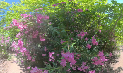 yürüyüş VR Video yürüyüş VR