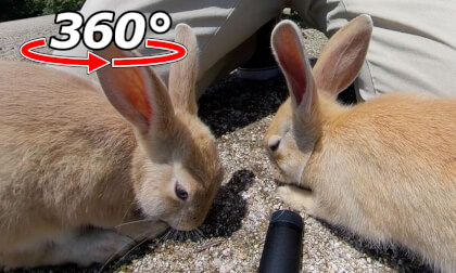 VR 360° | Twin baby rabbits! Meal time full of energy! VR Video VR 360° | Twin baby rabbits! Meal time full of energy! VR