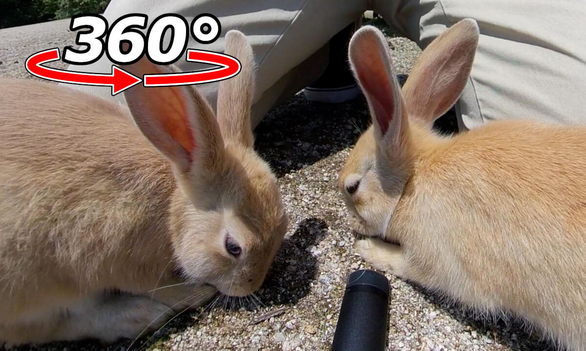 VR 360° | Twin baby rabbits! Meal time full of energy!