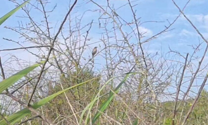 La SinfonĂa de la Naturaleza: Pájaros del Campo Nature's Symphony: Countryside Birds Singing VR Video La SinfonĂa de la Naturaleza: Pájaros del Campo Nature's Symphony: Countryside Birds Singing VR
