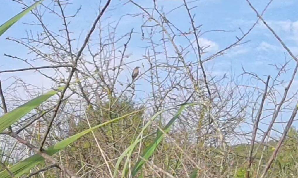 La Sinfonía de la Naturaleza: Pájaros del Campo Nature's Symphony: Countryside Birds Singing