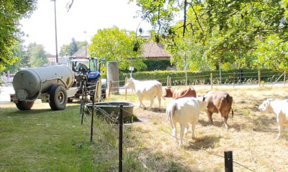 Belgian cows test VR Video Belgian cows test VR