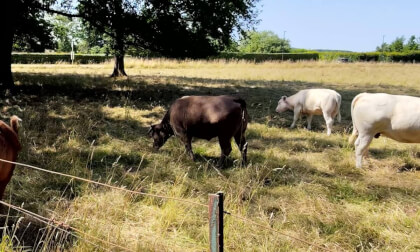 Belgian cows test 2 xreal beam pro VR Video Belgian cows test 2 xreal beam pro VR