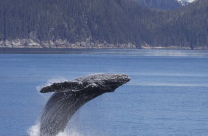 Very rare Whale Jump! Very rare Whale Jump!