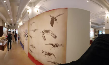 Pokémon - Visite du musée des fossiles VR Video Pokémon - Visite du musée des fossiles VR