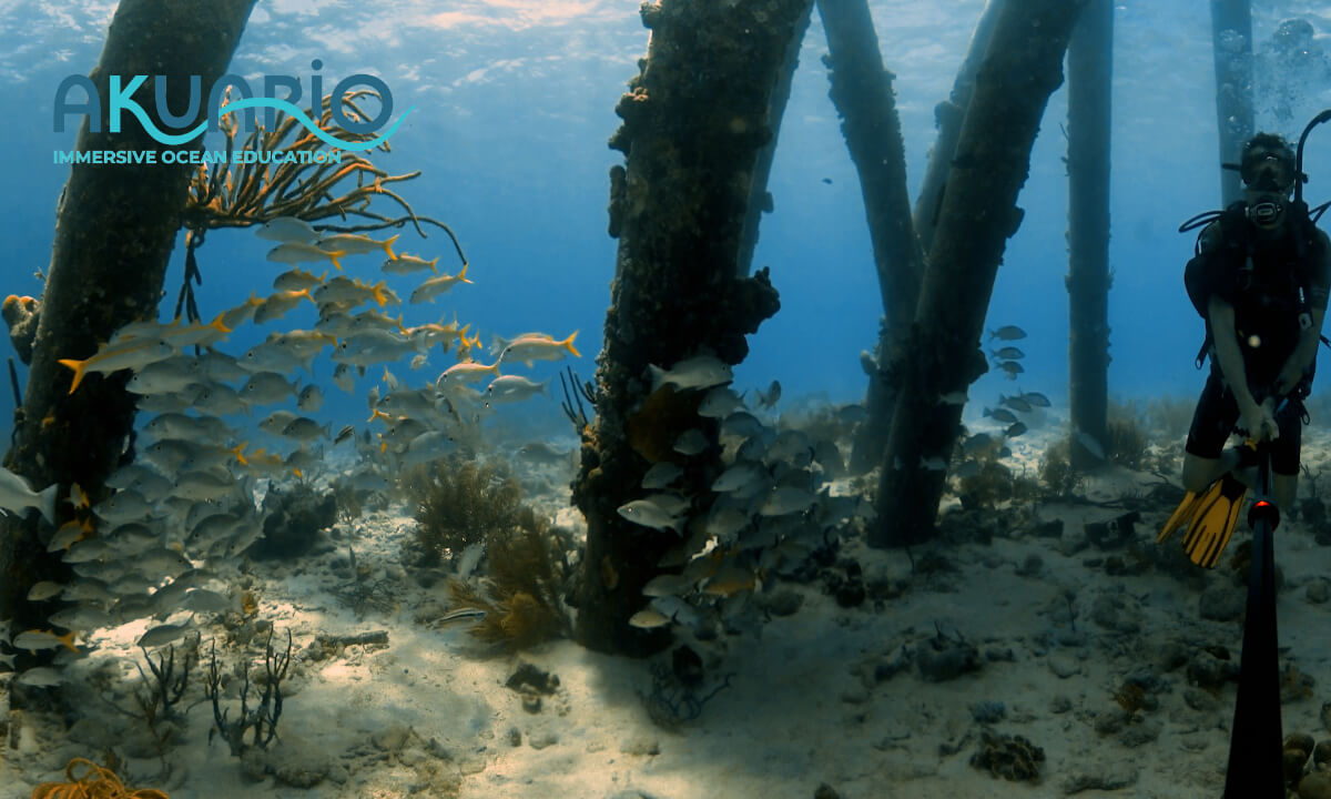 40ft Underneath the Famous Salt Pier in Bonaire 8K-360-3D