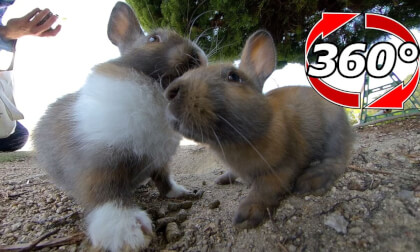 [360 Video] A good friend, a different-colored bunnies.