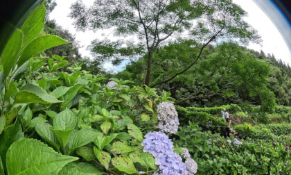FUZHOU GULING 鼓岭 绣球花海合集