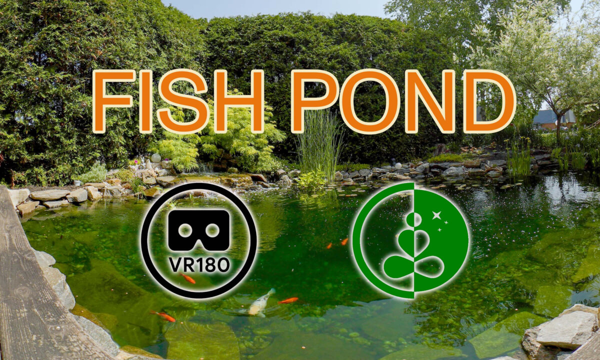 🌿 Relaxing Backyard Pond in VR180 | Koi & Goldfish on a Sunny Day 🌞🐟