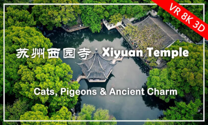 Xiyuan Temple, Cats, Pigeons & Ancient Charm | 苏州园林西园寺 - 撸猫喂鸽,古刹萌趣沉浸 (Part 2) Xiyuan Temple, Cats, Pigeons & Ancient Charm | 苏州园林西园寺 - 撸猫喂鸽,古刹萌趣沉浸 (Part 2)