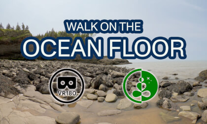 OCEAN FLOOR at Low Tide | VR180 8K | Bay of Fundy Nature Walk VR Video OCEAN FLOOR at Low Tide | VR180 8K | Bay of Fundy Nature Walk VR