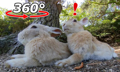VR 360° | Relaxing rabbits. Wake up at the sound of food! VR Video VR 360° | Relaxing rabbits. Wake up at the sound of food! VR