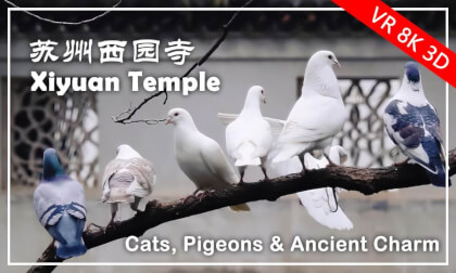 Xiyuan Temple, Cats, Pigeons & Ancient Charm | 苏州园林西园寺 - 撸猫喂鸽,古刹萌趣沉浸 (Part 3) Xiyuan Temple, Cats, Pigeons & Ancient Charm | 苏州园林西园寺 - 撸猫喂鸽,古刹萌趣沉浸 (Part 3)