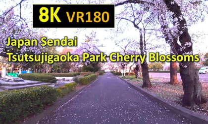 Japan Sendai  Tsutsujigaoka Park Cherry Blossoms VR Video Japan Sendai  Tsutsujigaoka Park Cherry Blossoms VR