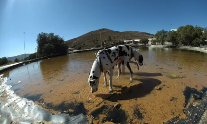 VR Dog Episode #3 VR Video VR Dog Episode #3 VR
