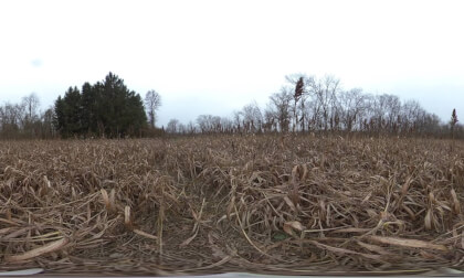 Sorghum at McKee-Beshers WMA