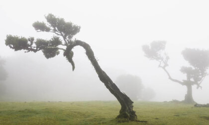 Fanal florest - Madeira Island - Portugal - June 2025 VR Video Fanal florest - Madeira Island - Portugal - June 2025 VR