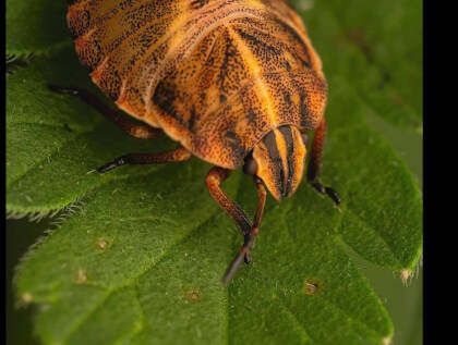 Macrofotografía: Chinche VR Video Macrofotografía: Chinche VR