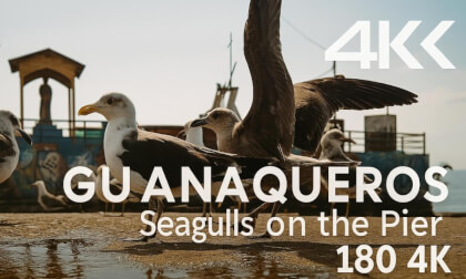 Seagulls on the Pier of Guanaqueros VR Video Seagulls on the Pier of Guanaqueros VR