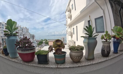 Succulents in Dongbi Villa, Fuzhou 东壁别墅的多肉 Succulents in Dongbi Villa, Fuzhou 东壁别墅的多肉