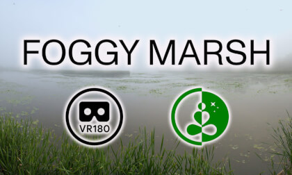 🌫️ FOGGY MARSH | Relaxing VR180 Nature Experience 🌿 VR Video 🌫️ FOGGY MARSH | Relaxing VR180 Nature Experience 🌿 VR