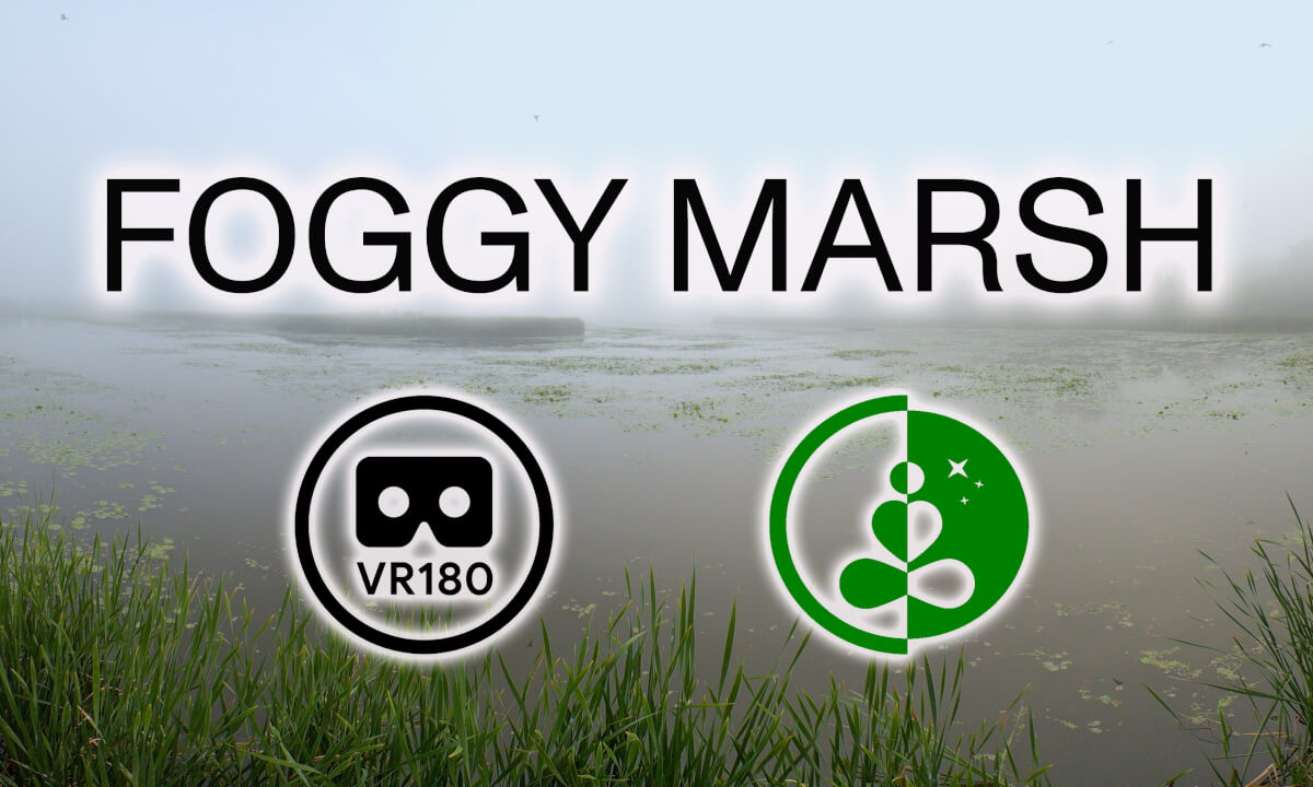 🌫️ FOGGY MARSH | Relaxing VR180 Nature Experience 🌿