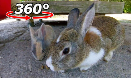 VR 360° | A baby rabbit with an unusual pattern found at the rest area! VR Video VR 360° | A baby rabbit with an unusual pattern found at the rest area! VR
