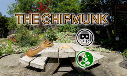 Up Close with a Chipmunk | VR180 Picnic Table Snack Time 🐿️🌻 VR Video Up Close with a Chipmunk | VR180 Picnic Table Snack Time 🐿️🌻 VR