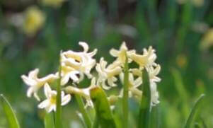 Street-Flowers-IMG_001