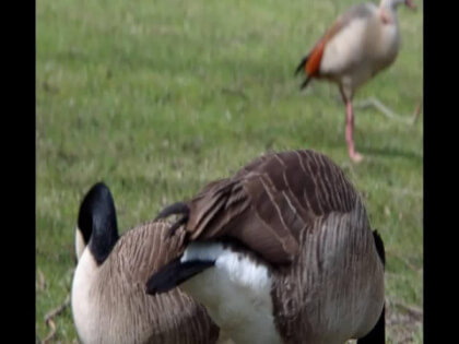 IMG_0383-Goose-3D