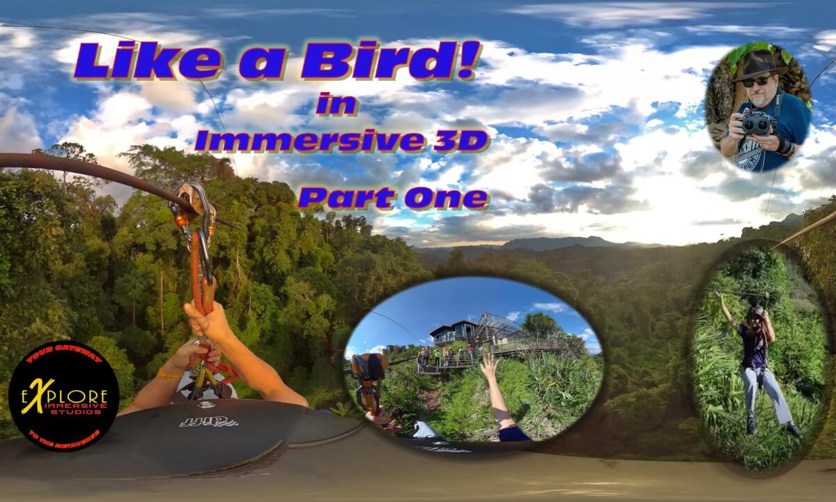 Like a Bird in Immersive 3D Part One