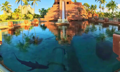 Caribbean reef sharks at Mayan Temple Atlantis 8K 360VR VR Video Caribbean reef sharks at Mayan Temple Atlantis 8K 360VR VR
