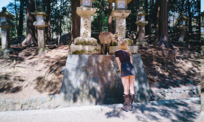 Kiss the Deer in Nara Kiss the Deer in Nara