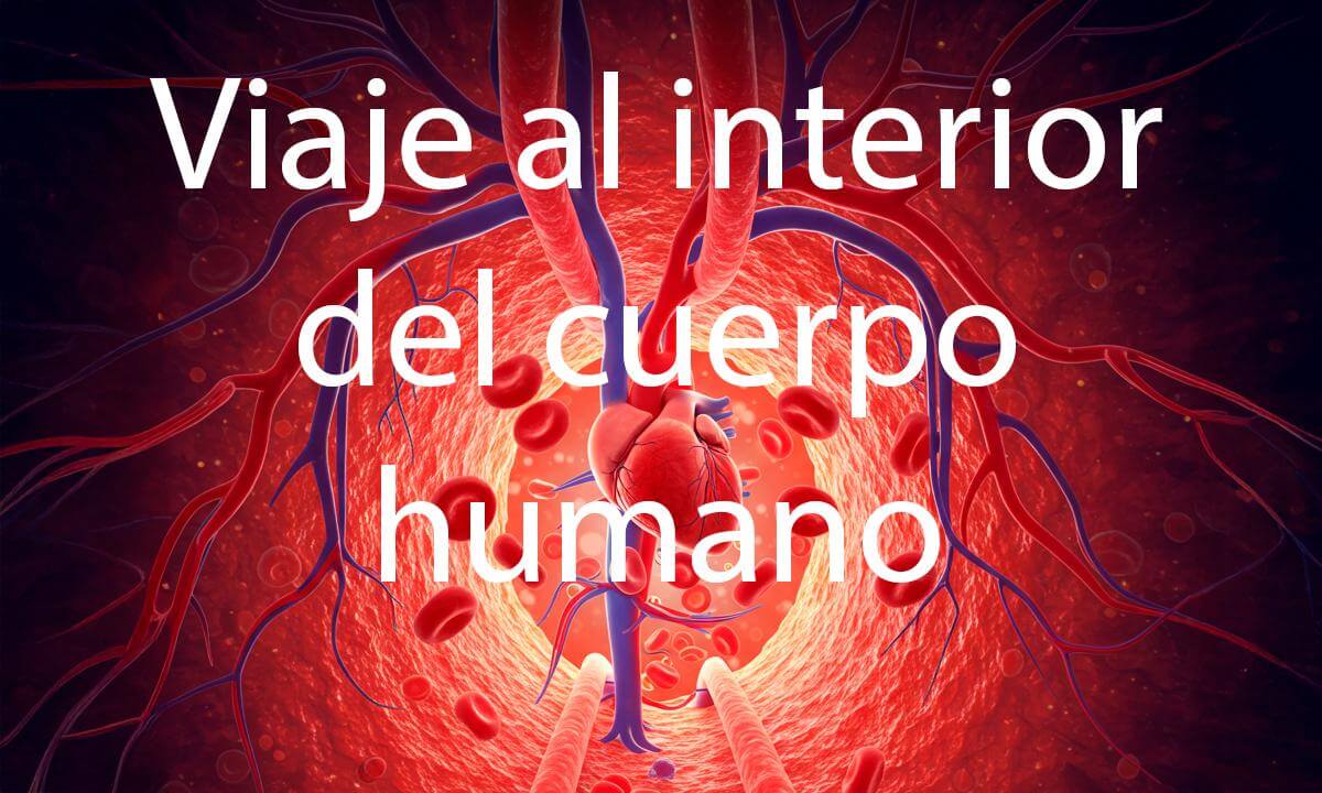 Viaje al interior del cuerpo humano